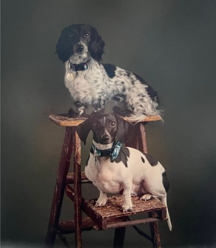 Zelda (long-hair dapple dachshund) and Linc (short-hair piebald dachshund) on  wooden ladder